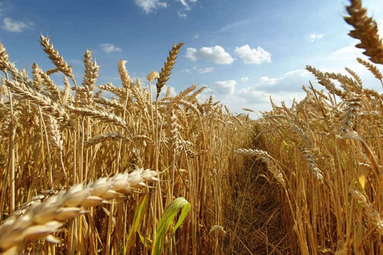 (Blitz in un’azienda di Caltanissetta Sequestrate 436 tonnellate di grano)