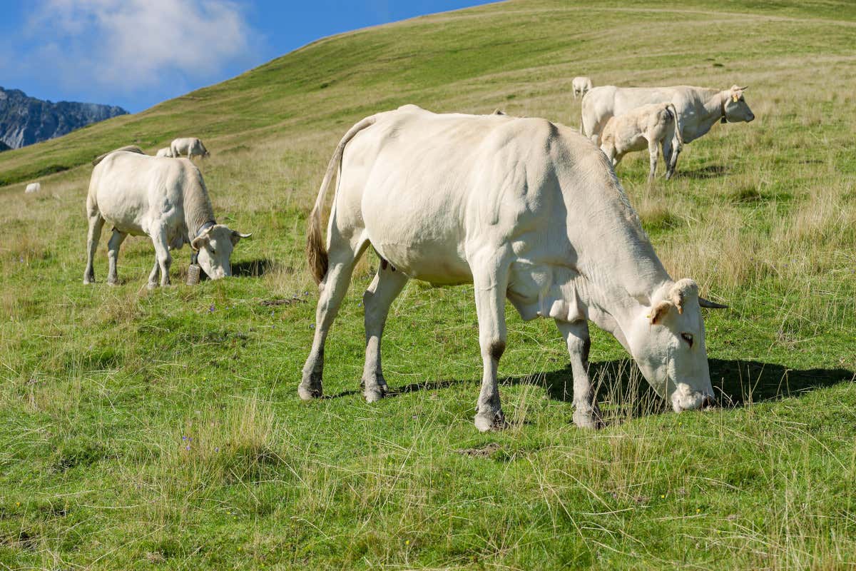 Blonde d'Aquitaine, eccellenza europea sull'asse Piemonte-Francia