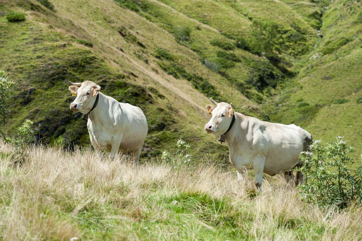 Blonde d'Aquitaine, eccellenza europea sull'asse Piemonte-Francia