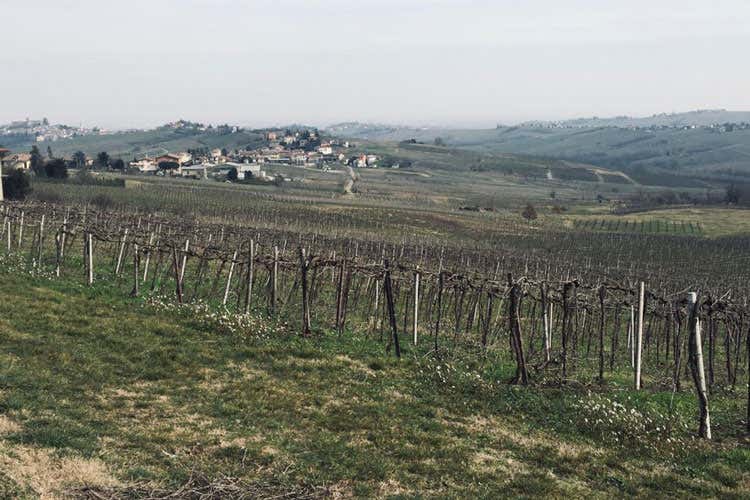 I vitgini di Bonarda (La qualit&agrave; frizzante della Bonarda Si va verso le 200mila bottiglie)