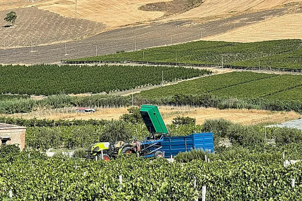 I vigneti Bonsignore Bagli e Vigne, l'anno delle