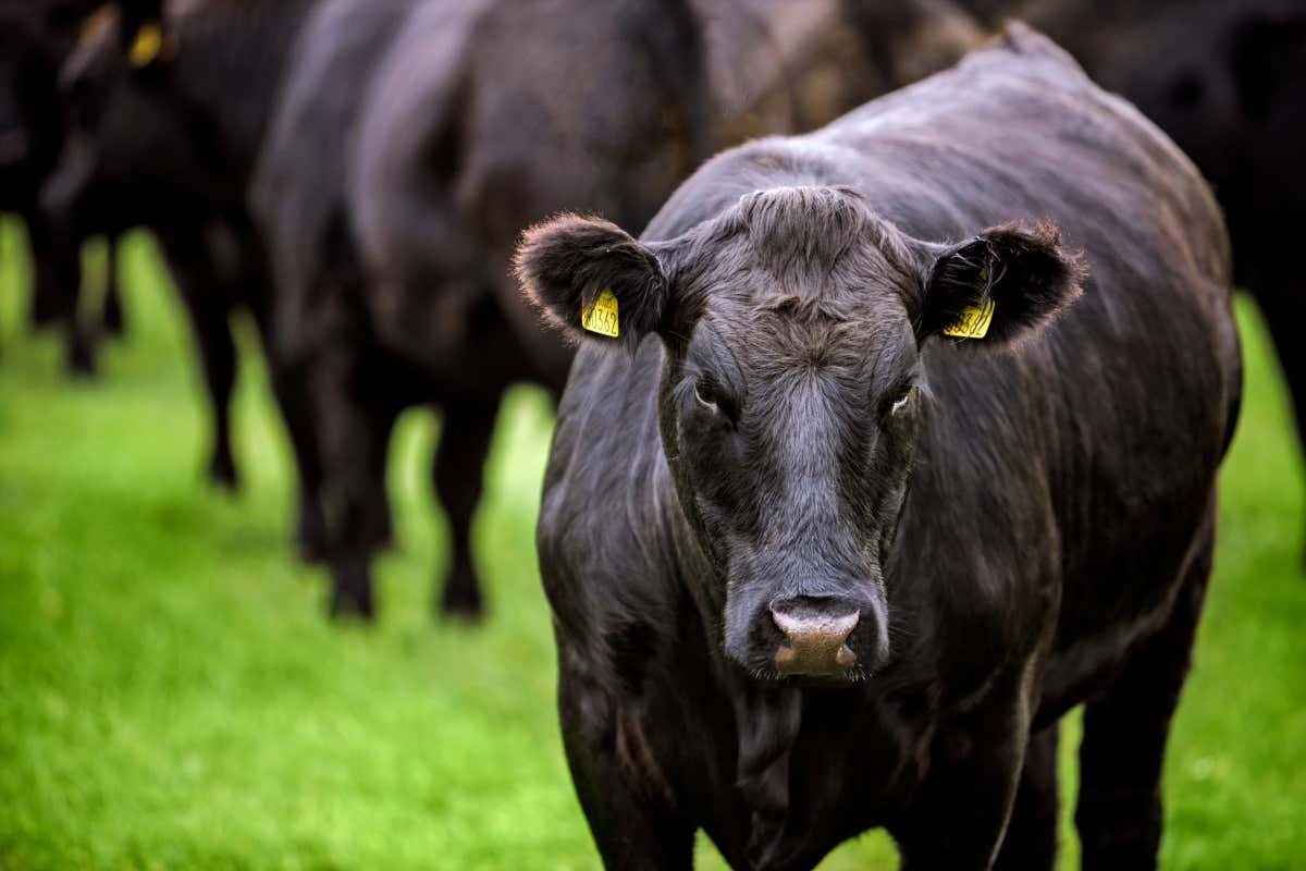 Certified Irish Angus (Cia) si impegna a promuovere la qualità e la sostenibilità della carne Angus irlandese