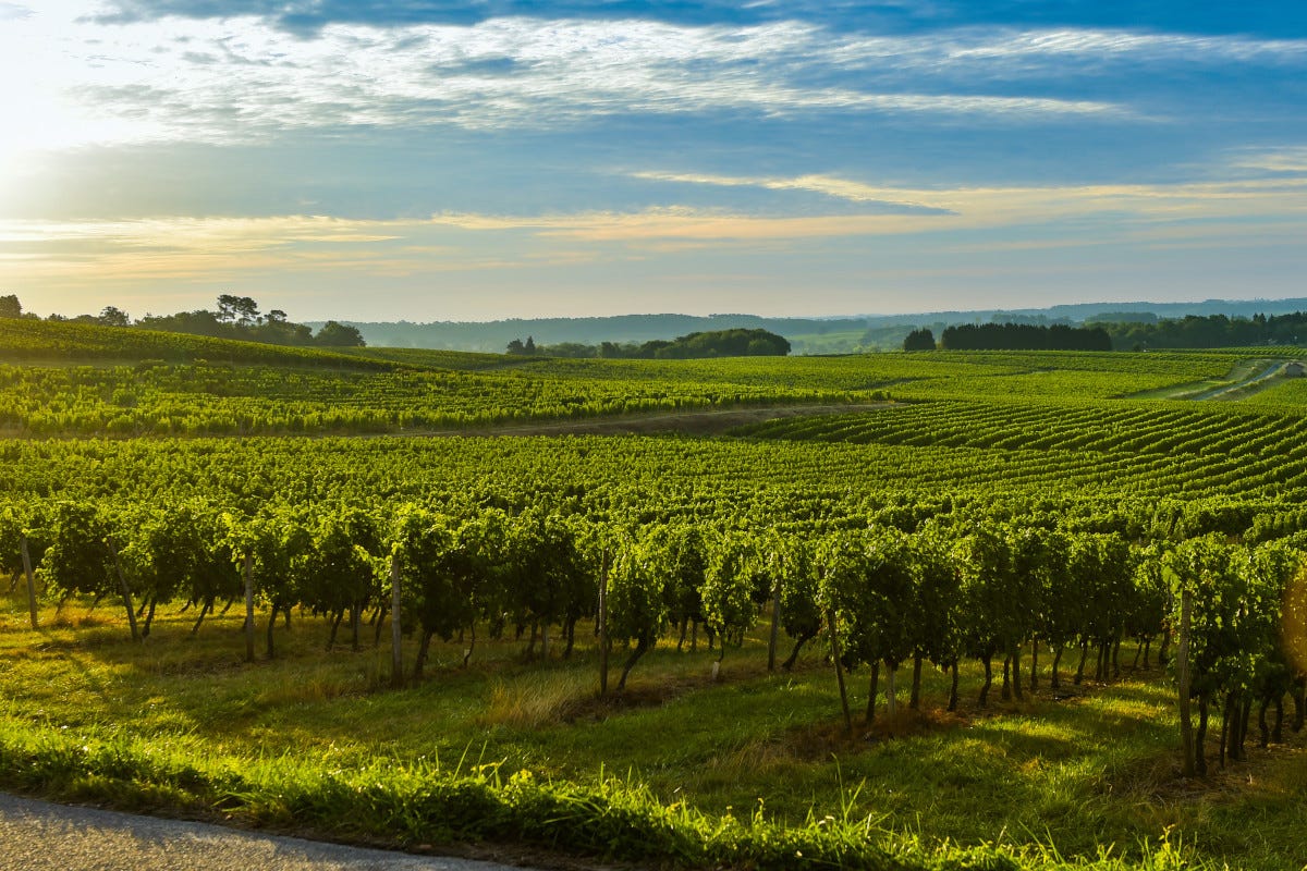 In crisi il vino Bordeaux: la Francia estirpa 9.500 ettari di vigneti