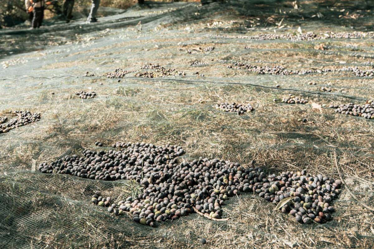 Olio delle Marche, un oro verde tra colline, Adriatico e identità agricola