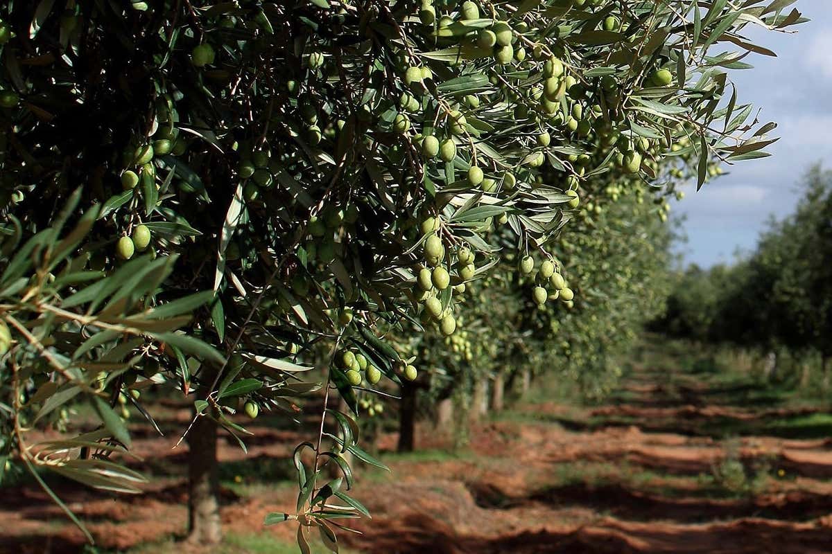 Sardegna, l’isola che profuma d’olio: passione, famiglia e tradizione