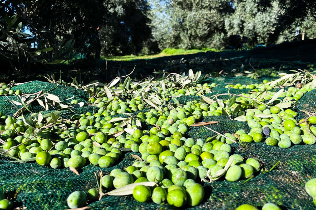 Sardegna, l’isola che profuma d’olio: passione, famiglia e tradizione