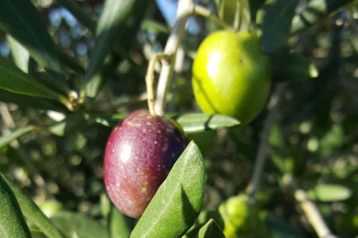 Sardegna, l’isola che profuma d’olio: passione, famiglia e tradizione