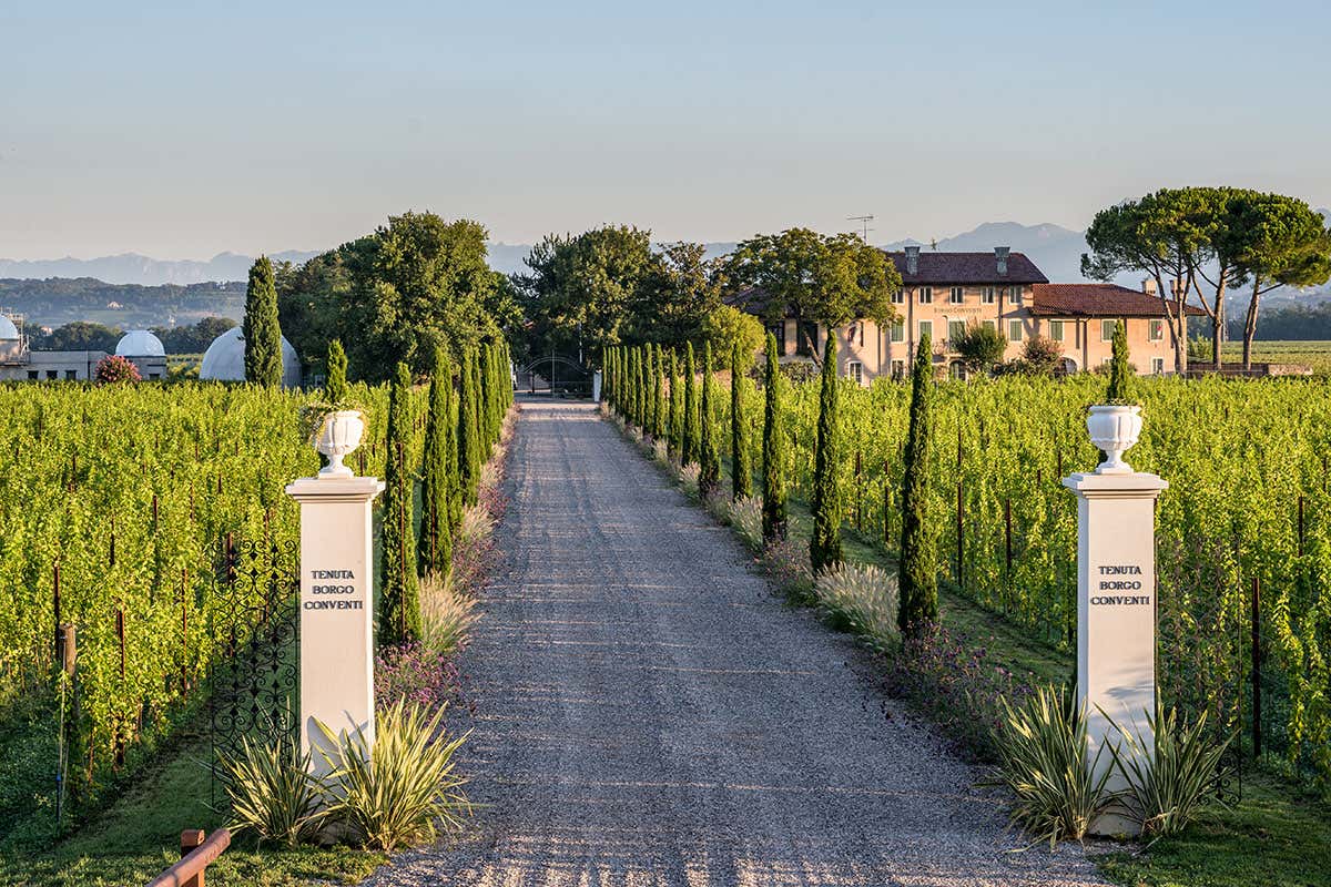 Da aprile 2019 Borgo Conventi, in Friuli, &egrave; di propriet&agrave; della famiglia Moretti Polegato Luna di Ponca, inno al Triveneto Il nuovo bianco di Borgo Conventi