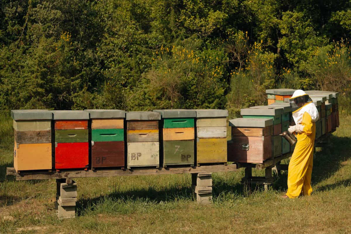 Tra le esperienze più suggestive per gli ospiti, spicca la raccolta del miele presso le Bee Colonies