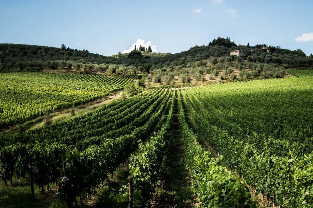 Le vigne della tenuta San Felice nel Chianti Classico