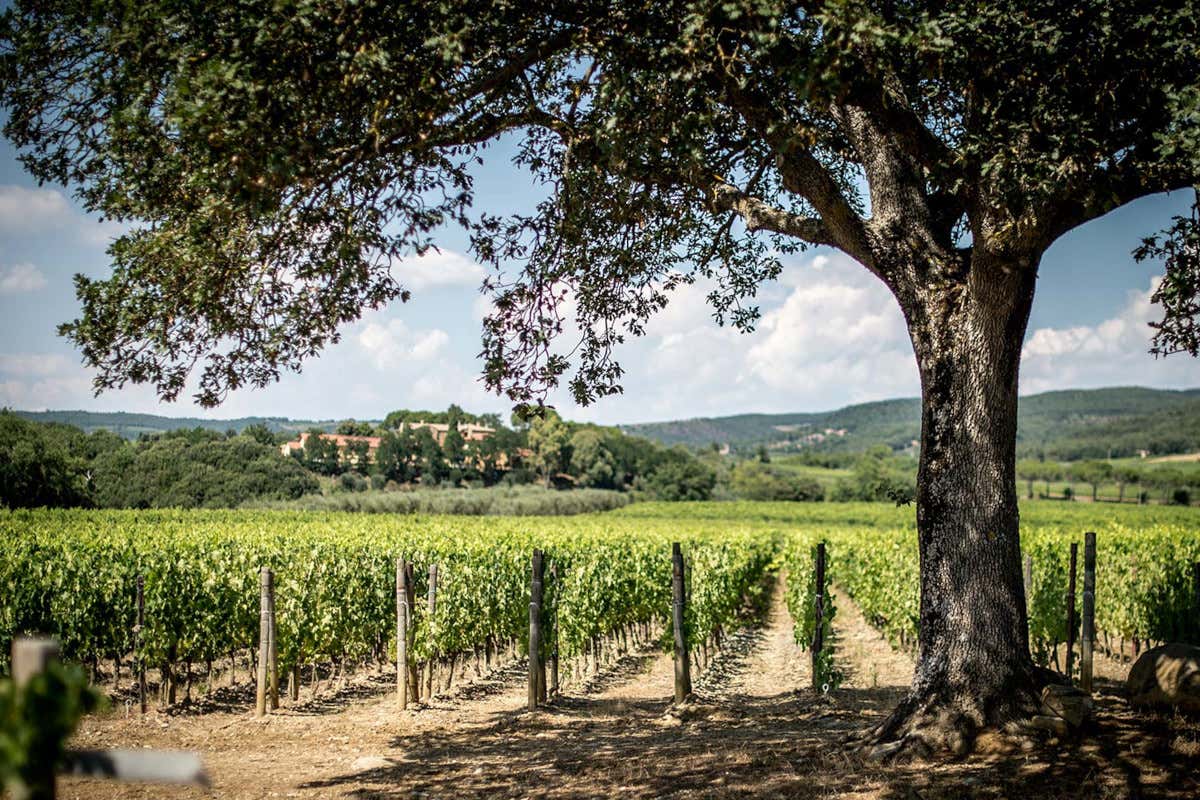 Le vigne della tenuta Campogiovanni a Montalcino