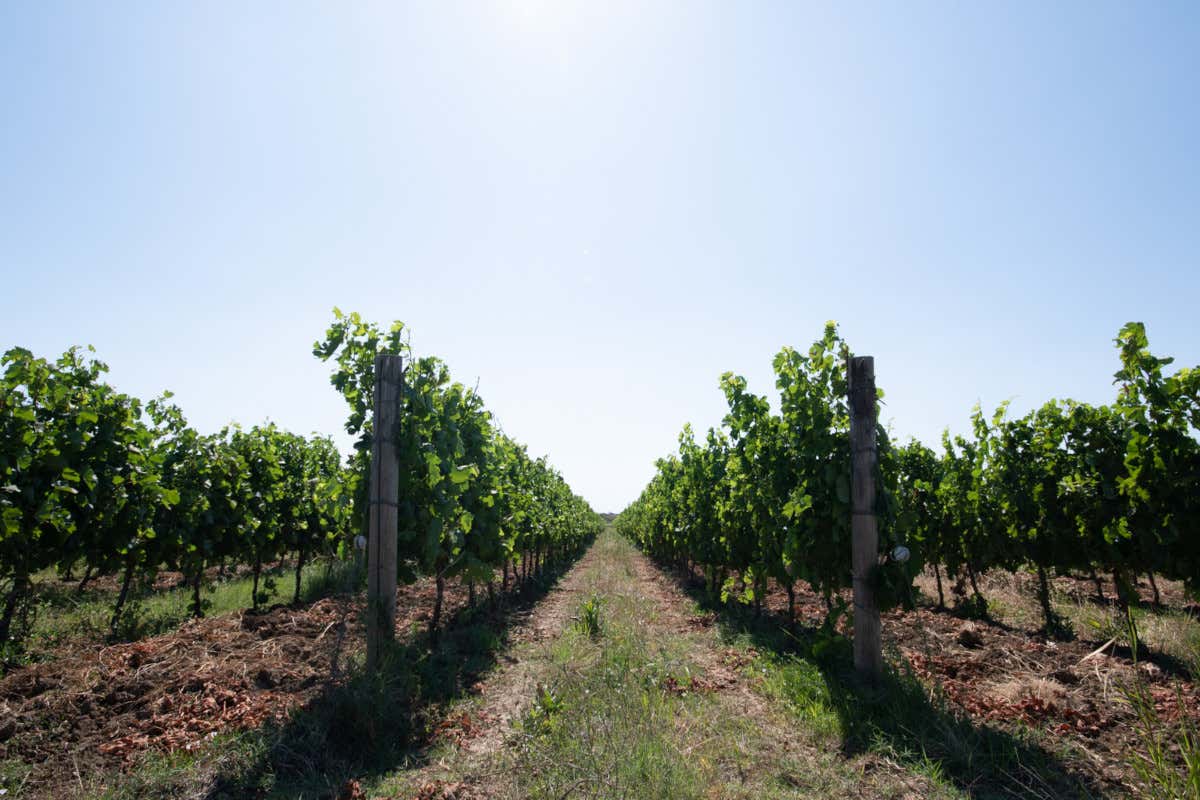 Le vigne della tenuta Bell’Aja a Bolgheri