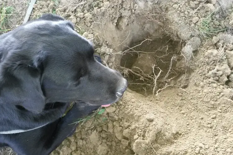 Fonte: Associazione Nazionale Citt&agrave; del Tartufo Viaggio tra le citt&agrave; del tartufo&nbsp; Borgocarbonara in Lombardia