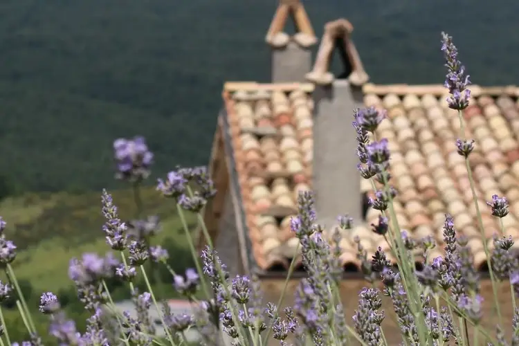 La lavanda a Borgotufi&nbsp; In viaggio in Italia dove sboccia la magia della lavanda