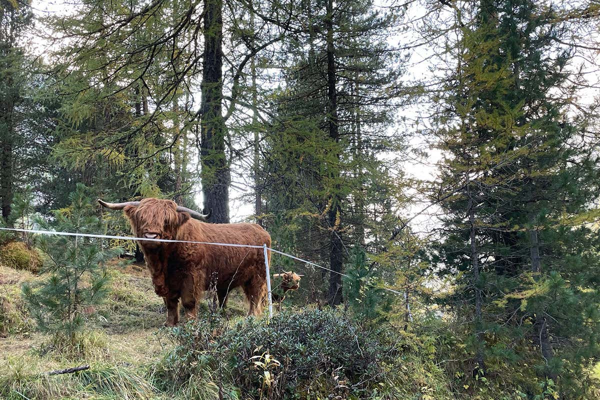 Riparte l’inverno a Bormio, dal 27 novembre si scia (e non solo)