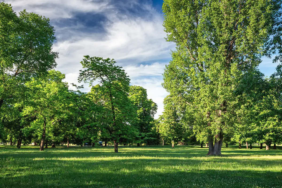 La Regione Lombardia ha stanziato 6 milioni di euro per finanziari 20 nuovi boschi di pianura e collina Lombardia sempre pi&ugrave; green, stanziati 6 milioni per 20 nuovi boschi di pianura e collina