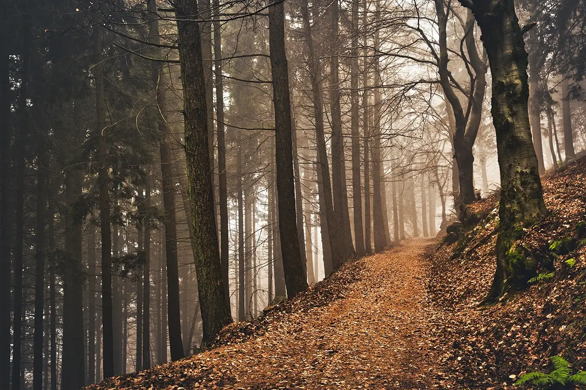 La superficie forestale &egrave; di 619.726 ettari&nbsp; La Lombardia &egrave; la quarta regione d'Italia per estensione di boschi e foreste