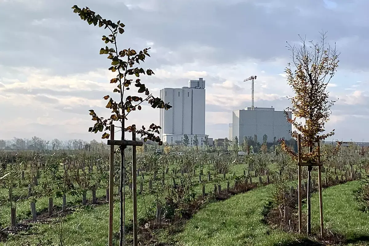 Il Bosco del Molino a un anno dalla piantumazione Il Bosco del Molino cresce e sviluppa progetti