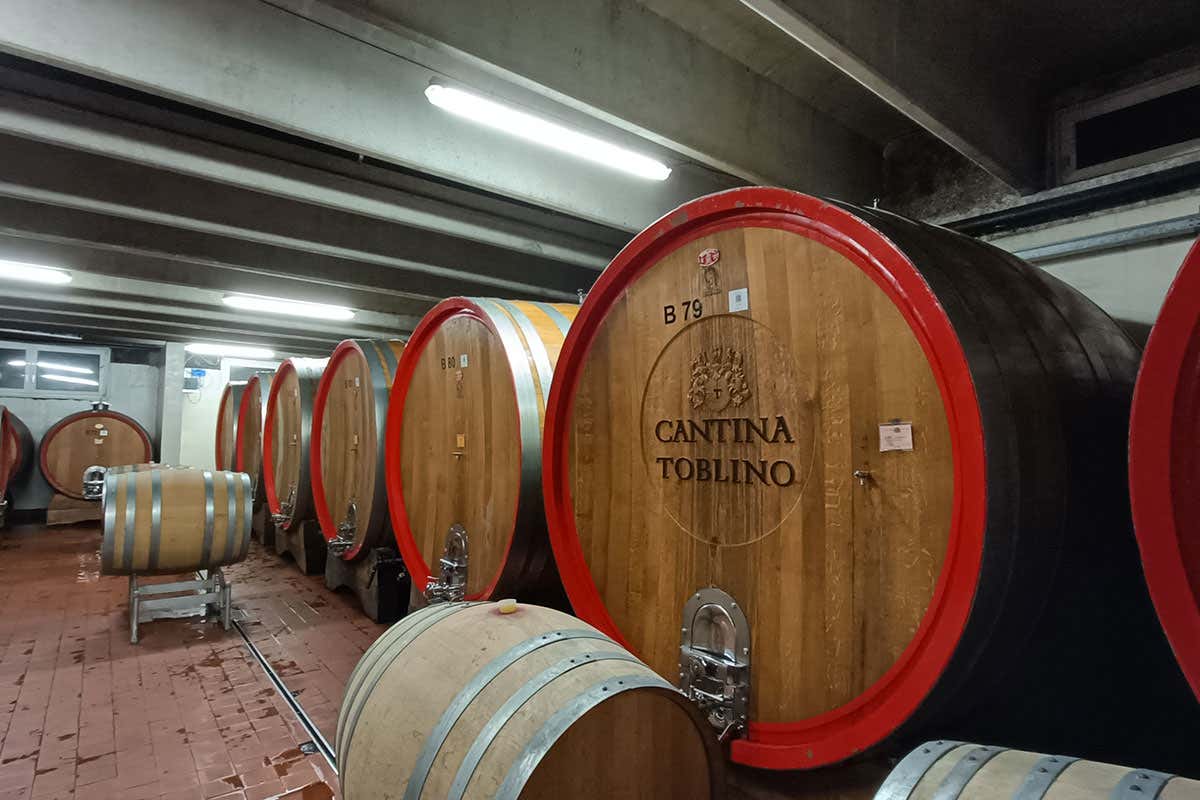La produzione di Cantina Toblino è di circa 500 mila bottiglie Cantina Toblino: l’oro della Valle dei Laghi