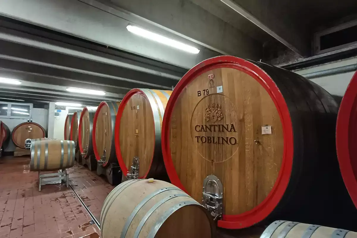 La produzione di Cantina Toblino &egrave; di circa 500 mila bottiglie Cantina Toblino: l&rsquo;oro della Valle dei Laghi