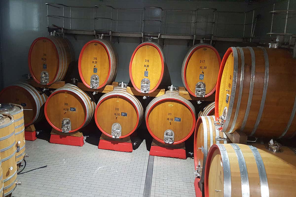 Cantina Aldeno, la prima cantina Biovegan in Italia Cantina Aldeno, la prima cantina Biovegan in Italia