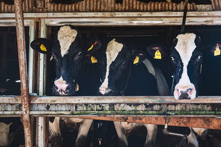 Il problema degli allevamenti intensivi Carne sintetica tra realtà e falsi mitiEcco quando potremo mangiarla