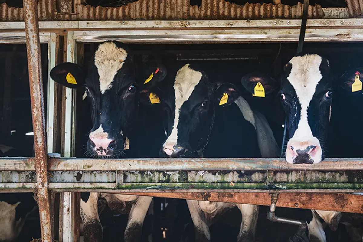 Il problema degli allevamenti intensivi Carne sintetica tra realt&agrave; e falsi mitiEcco quando potremo mangiarla