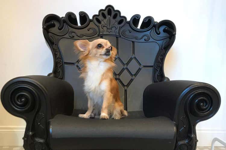 Un cliente in attesa del suo turno (Bravo Cookies, a Roma la prima pasticceria per cani)