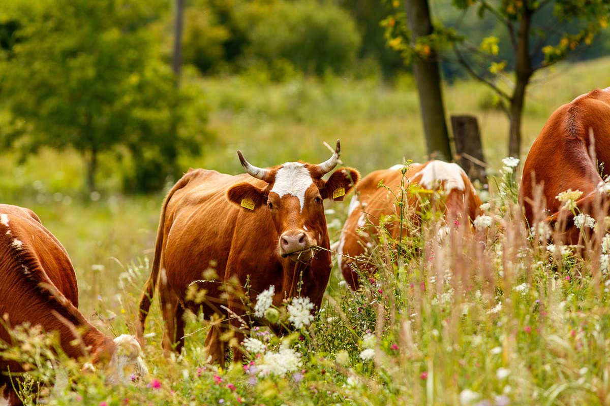 Il mondo caseario di Brazzale: un'evoluzione lunga otto generazioni 
