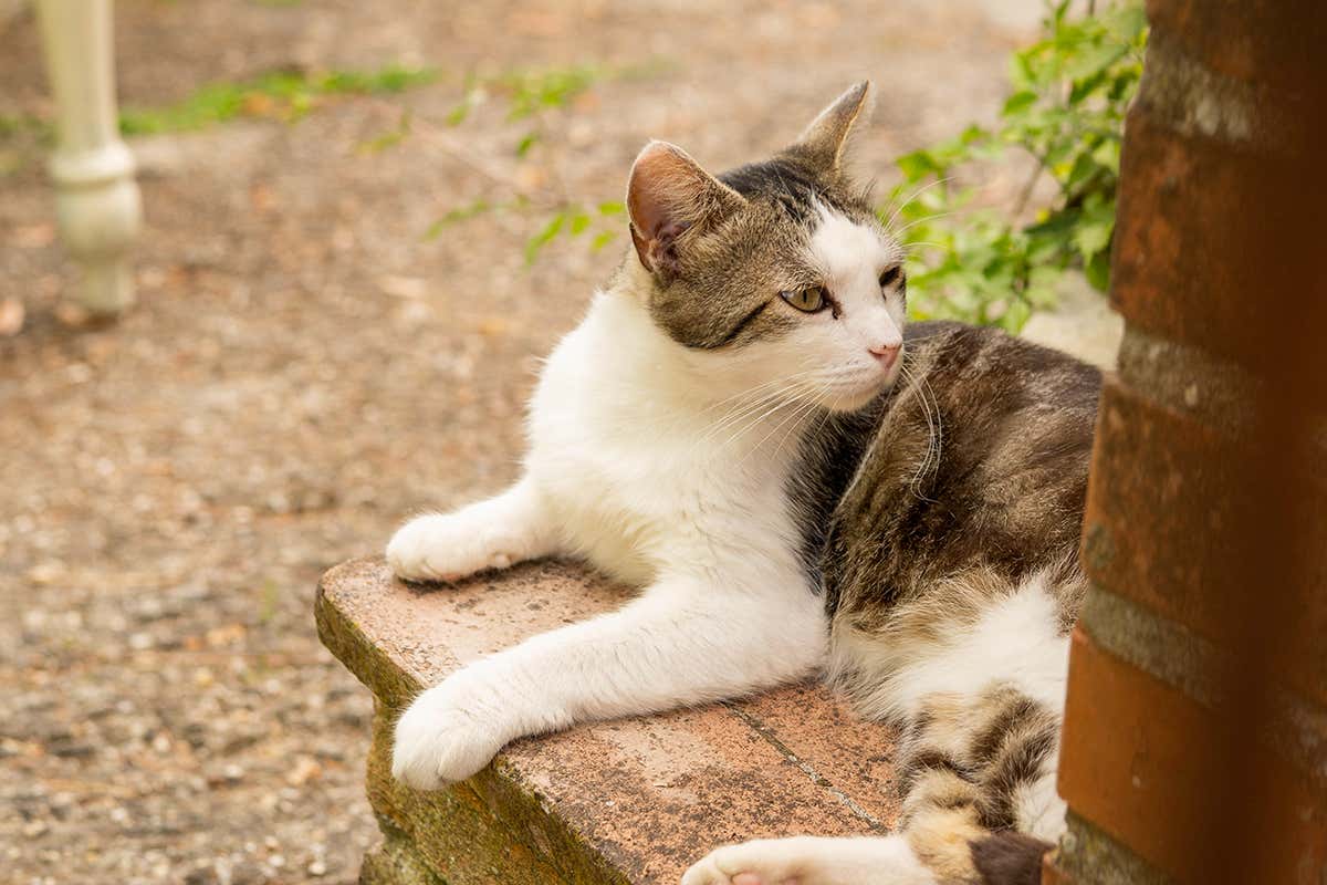 Uno degli abitanti a quattro zampe di Golferenzo: custodi silenziosi dei vicoli in pietra che hanno ispirato il nome del Borgo dei Gatti