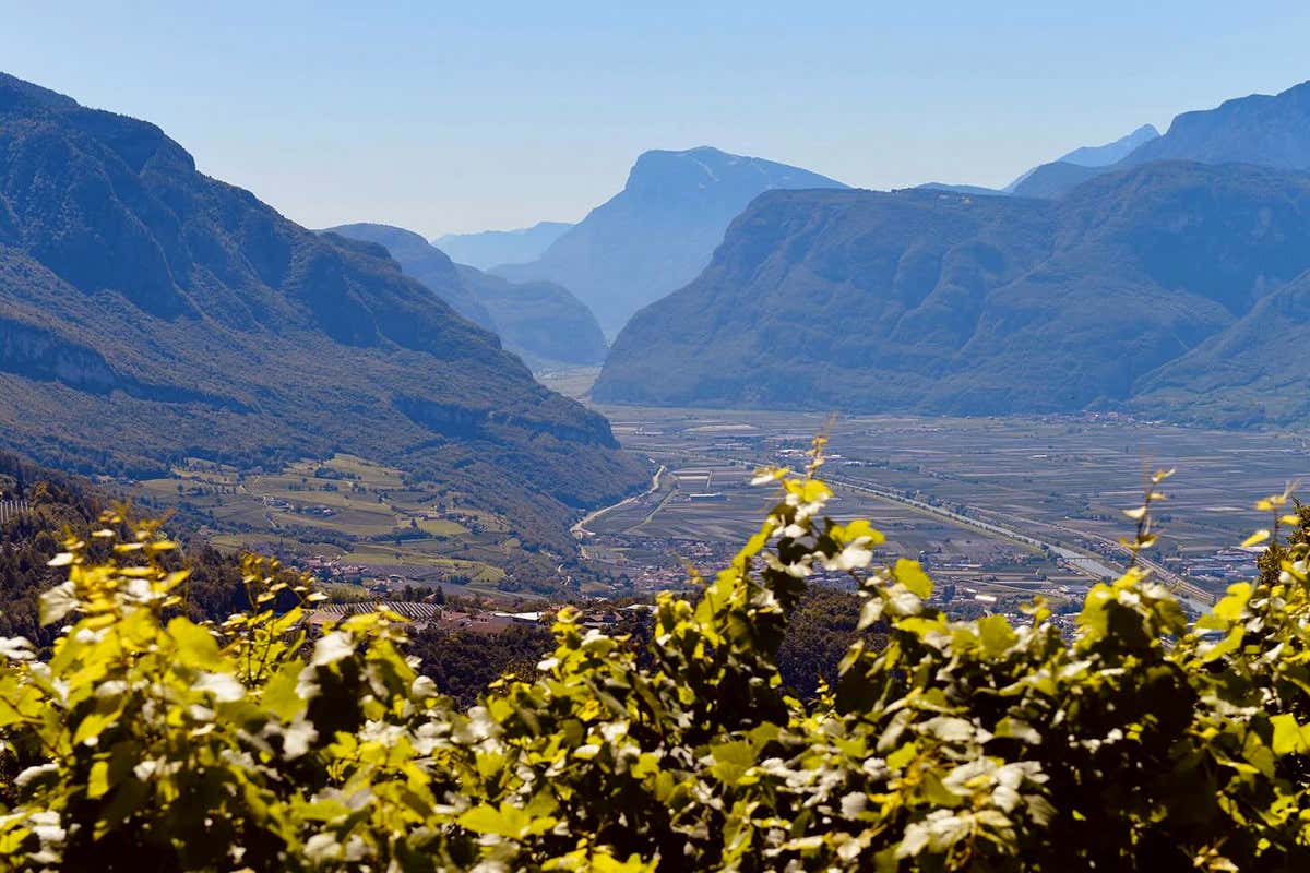 PN 1150, lo spumante che porta il Pinot Nero dove nessuno aveva il coraggio di arrivare PN 1150, lo spumante che porta il Pinot Nero dove nessuno aveva il coraggio di arrivare