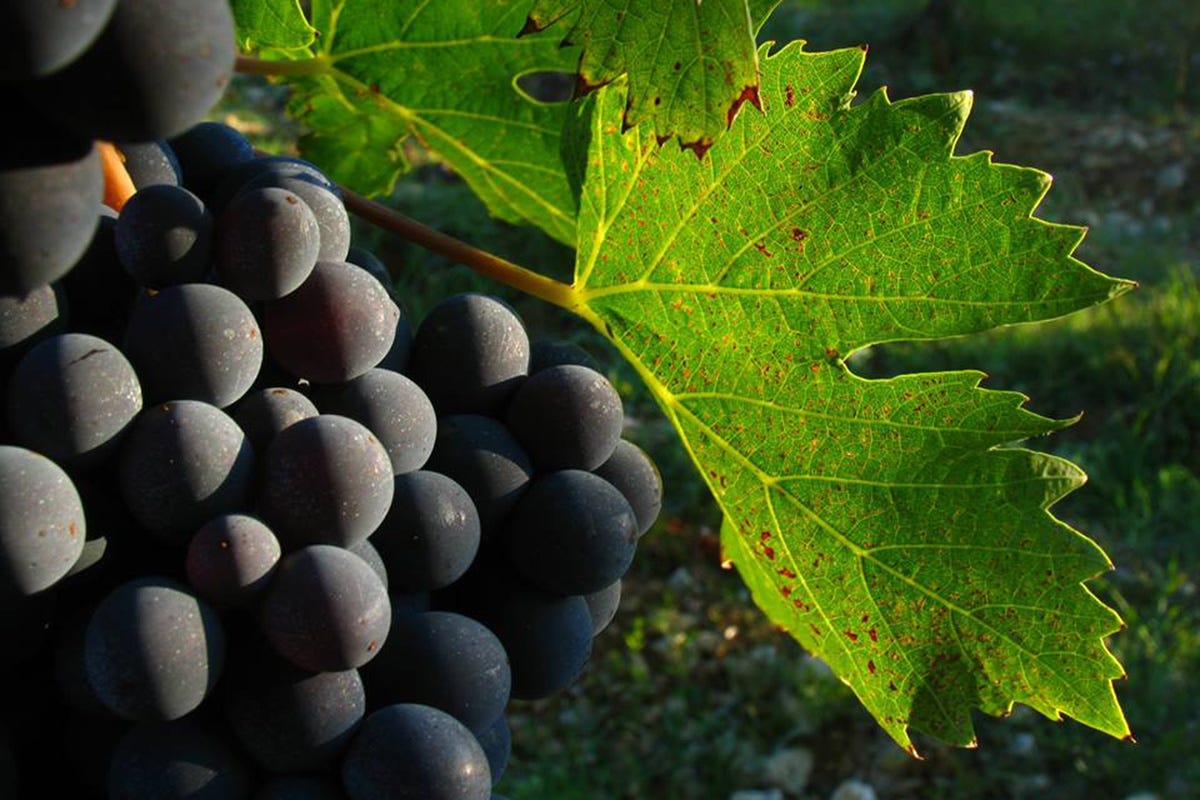 A Montalcino in 30 anni valore vigna a +2000%  Il vino più conosciuto dagli italiani? Il Brunello di Montalcino