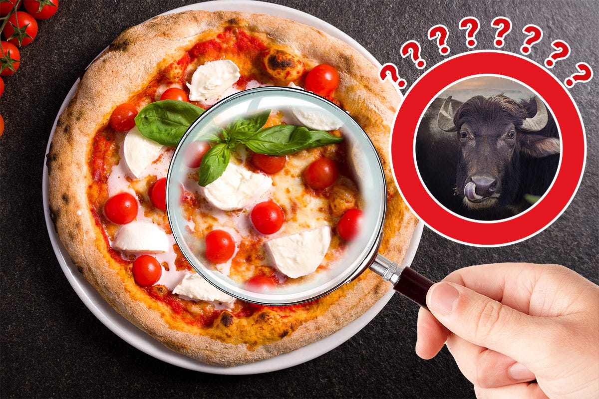 La bufala della “Bufalina”: sicuri che sulla pizza ci sia una Dop?