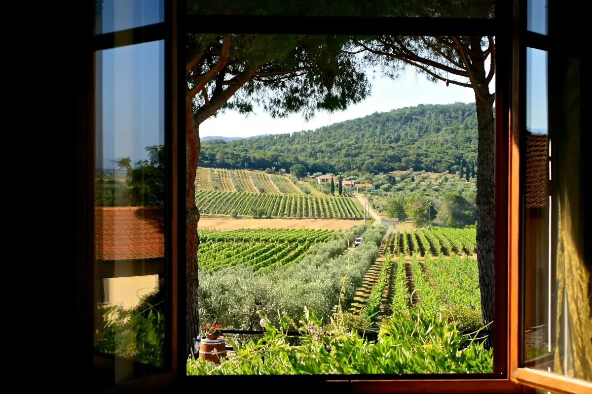 I filari di Bulichella&nbsp; Bulichella, vini di carattere tra il Giappone e la Toscana