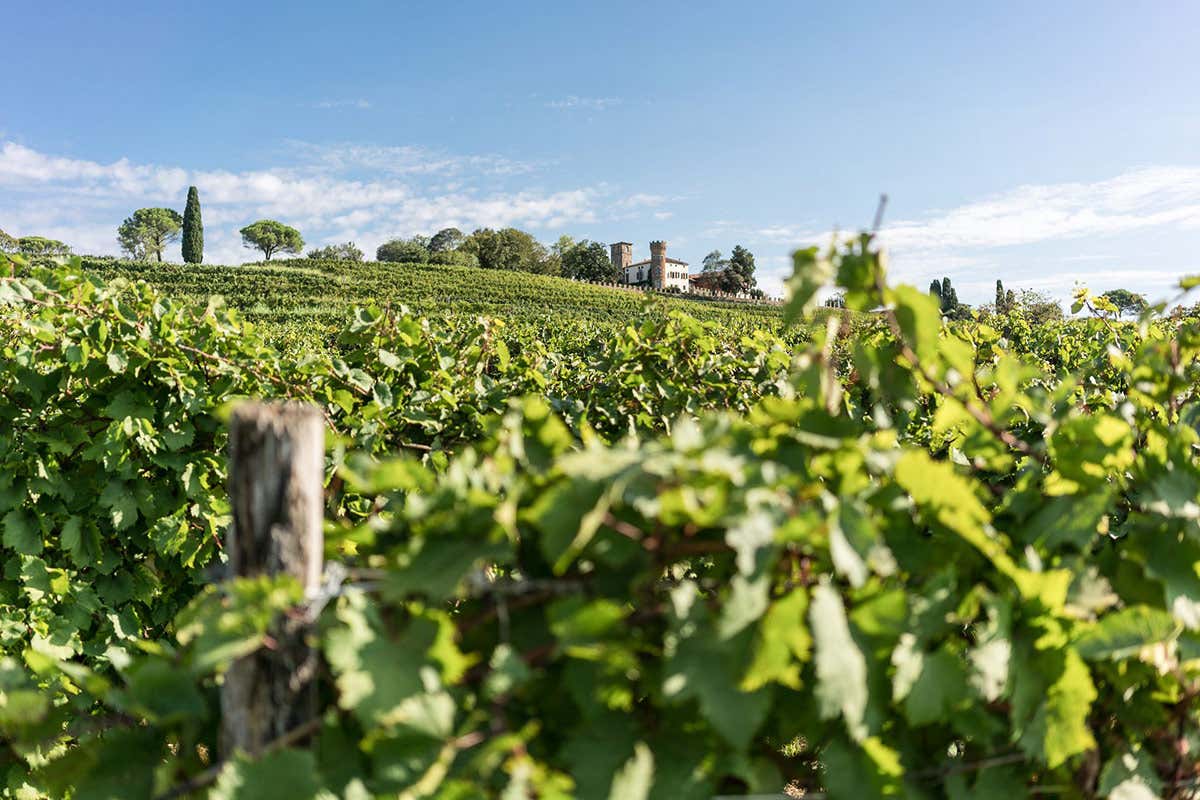 Buttrio (foto: Fabrice Gallina) Friuli Venezia Giulia: vigneti in aumento, si punta su Prosecco e Pinot Grigio