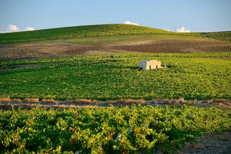 Cantine Europa, oltre 6mila ettari coltivati
