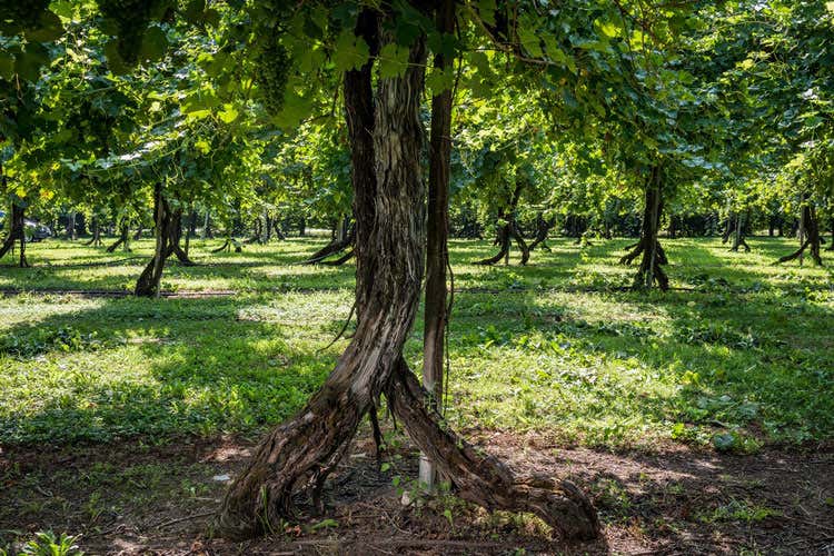 (Cà di Rajo, il vino diventa storia La tecnica utilizza risale all’Ottocento) (Cà di Rajo, il vino diventa storia La tecnica utilizza risale all’Ottocento)