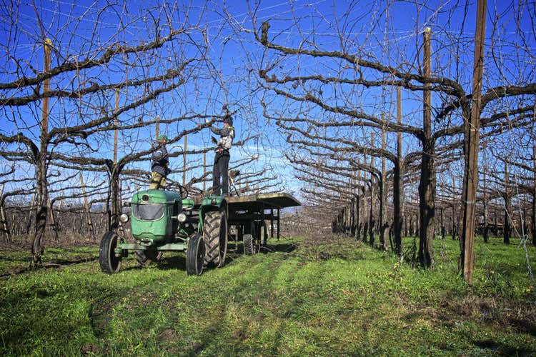(Cà di Rajo, il vino diventa storia La tecnica utilizza risale all’Ottocento) (Cà di Rajo, il vino diventa storia La tecnica utilizza risale all’Ottocento)