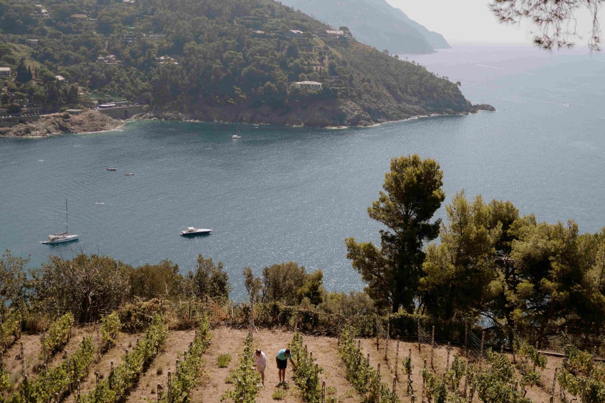 Cà du Ferrà, missione Ruzzese: in Liguria rivive il vitigno dimenticato