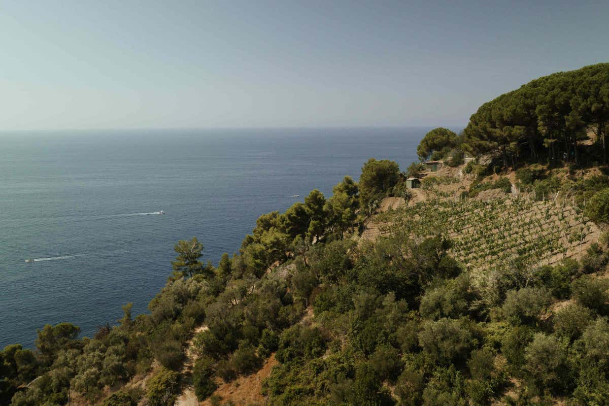 Cà du Ferrà, missione Ruzzese: in Liguria rivive il vitigno dimenticato