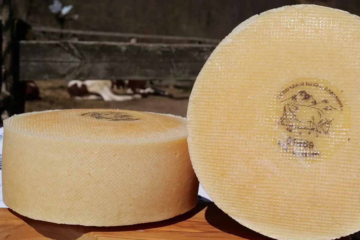 Il formaggio &ldquo;U Cabanin&rdquo;: il buon formaggio che si produce con il latte delle Cabannine