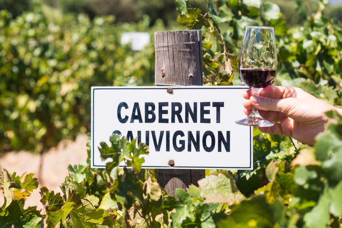 È festa per il Cabernet Sauvignon: si celebra la Giornata Internazionale È festa per il Cabernet Sauvignon: si celebra la Giornata Internazionale