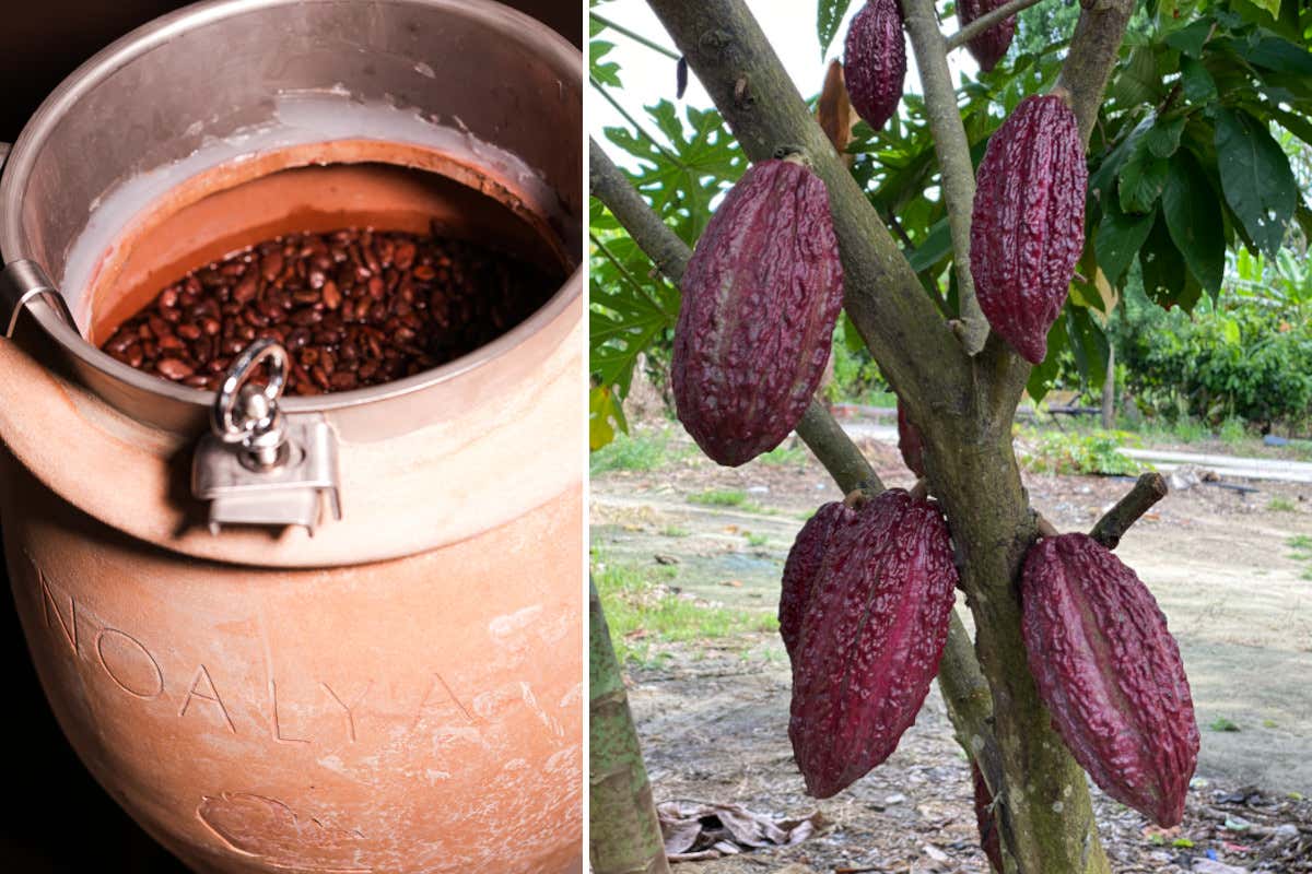 Dall'incontro tra Noalya e Caprai nasce il cioccolato Fervolato