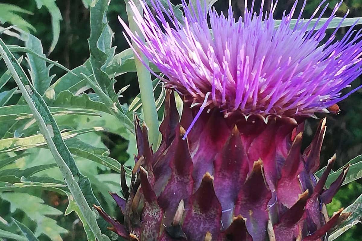 Il fiore del carciofo, necessario per produrre il Caciofiore Viaggio alla scoperta del Caciofiore, formaggio dal sapore antico