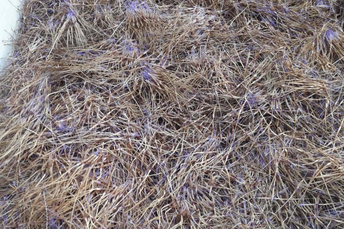 I pistilli sono necessari per preparare il Caciofiore Viaggio alla scoperta del Caciofiore, formaggio dal sapore antico