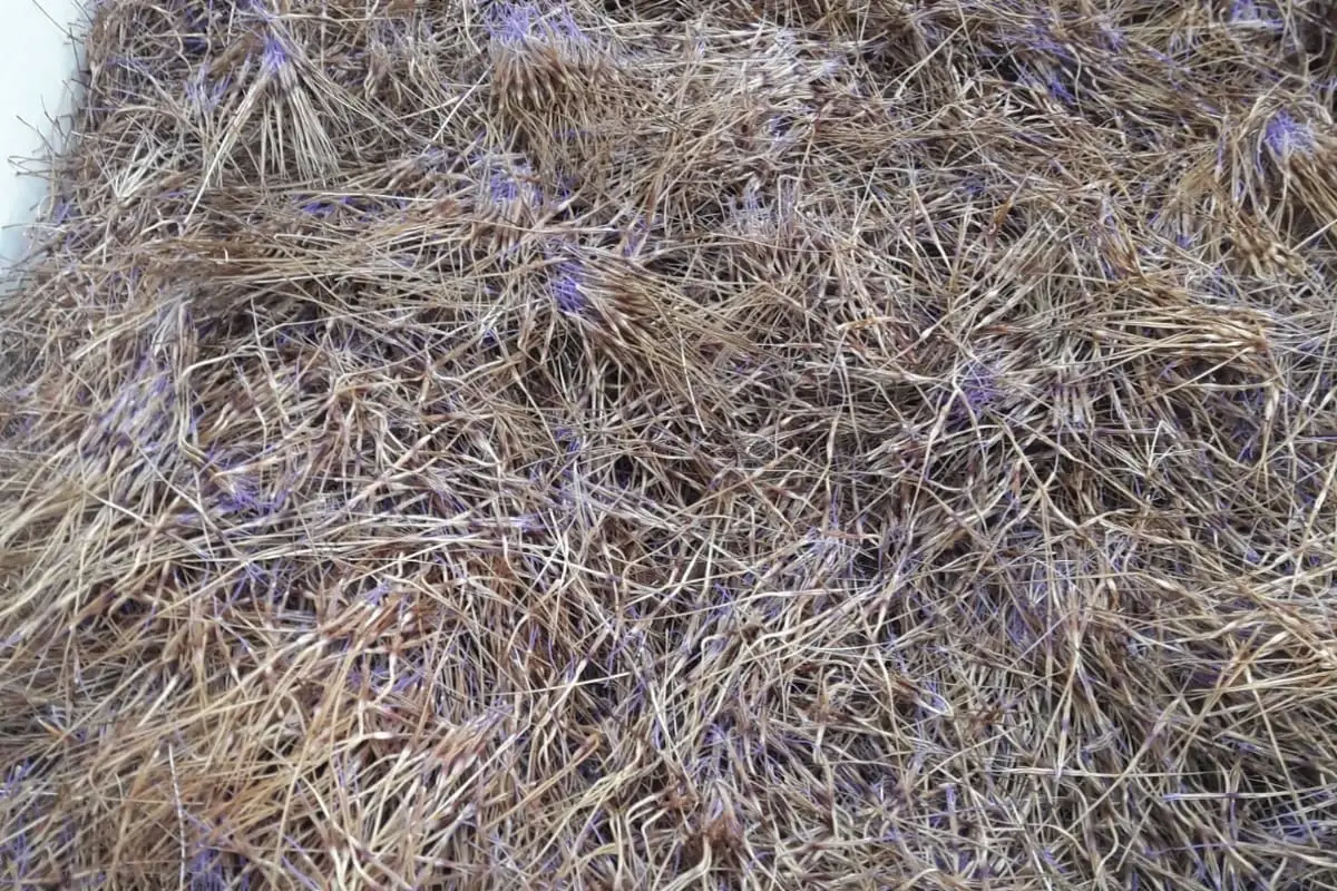 I pistilli sono necessari per preparare il Caciofiore Viaggio alla scoperta del Caciofiore, formaggio dal sapore antico