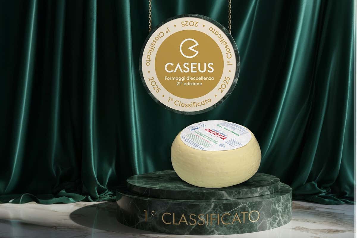 Il gusto trevigiano premiato al Caseus Veneti 2025 con la Caciotta di Fratelli Castellan