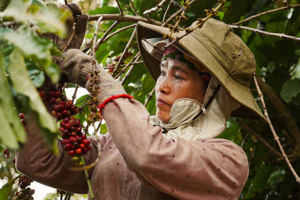 Il Vietnam spinge l’export di caffè: +26% in valore a gennaio 2026 Il Vietnam spinge l’export di caffè: +26% in valore a gennaio 2026
