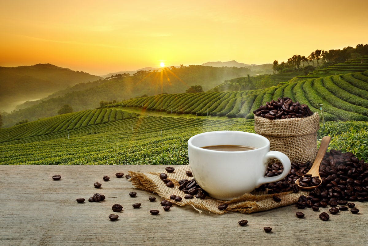 Sostenibilità nel mondo del caffè: un imperativo per un futuro migliore