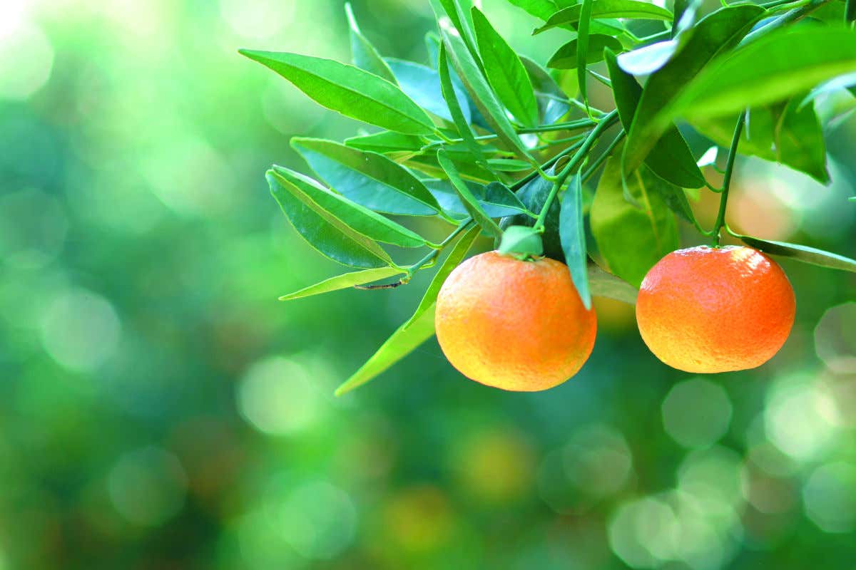 A Macfrut la Distilleria F.lli Caffo con il Consorzio Igp Clementine di Calabria